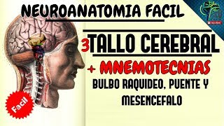 TALLO CEREBRAL COMPLETO EXPLICADO FACILMENTE MEDULA OBLONGADA PUENTE Y MESENCEFALO  2021 [upl. by Mann]