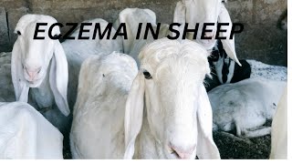 treating eczema in our balami sheep femalefarmer animalfarming livestockfarming sheep [upl. by Robin]