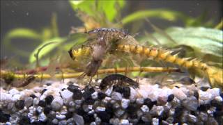 Asellus aquaticus colony young and old waterlouse aquatic sowbug searching food sharp closeup [upl. by Meares]