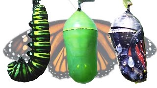 Monarch Butterfly Metamorphosis Timelapse FYV [upl. by Meenen]