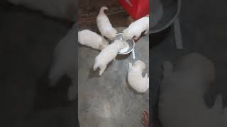 Spitz Puppy Sale In Bihar SDKSuraj dog viral trending yt explore [upl. by Auqeenwahs]