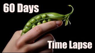 Growing Black Eyed Pea Time Lapse 2 weeks [upl. by Rugg]