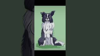 Border collie bordercollie ilustracja ilustrator pies rysunek rysowanie kreatywnie artystka [upl. by Pendleton870]