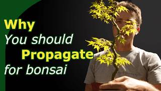 Propagation Techniques for Bonsai  Benefits and Drawbacks of Seed Cuttings and Airlayers [upl. by Huxham]