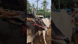 ✨ചന്തയിലെ കാള കച്ചവടം Kangayam bull  Chattipparamba Chanda  Cattle Vlogger  Bull Trade market [upl. by Kcirdlek]