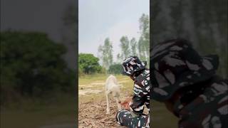 मोती को क्या हुआ 😨🥹😭 foryou army armyemotional emotinal sad shortfeed dog motivation [upl. by Zsa Zsa]