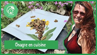 L onagre  utilisation en cuisine et plantation en bac [upl. by Stickney]