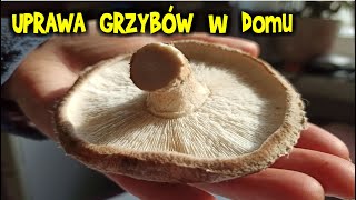 UPRAWA GRZYBÓW w domu  boczniaki pieczarki shiitake  drugi i trzeci rzut [upl. by Sherj411]