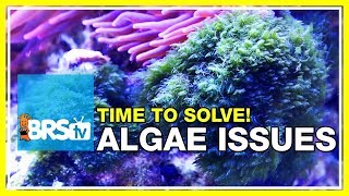 Week 48 Keep algae out of your reef tank FOREVER  52 Weeks of Reefing [upl. by Seravart]