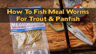 How To Rig amp Fish MEALWORMS For Trout amp Panfish [upl. by Anillehs]