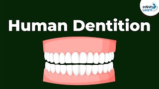 Human Dentition  Teeth  Dont Memorise [upl. by Solis]