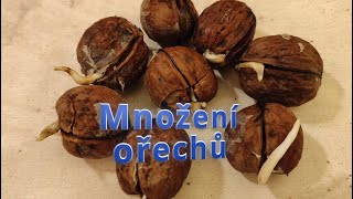 Množení vlašských ořechů podnože na ořechy need [upl. by Armbrecht]