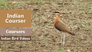 The Indian Courser Cursorius coromandelicus [upl. by Bull534]