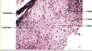 Cartilage Histology Data Show 2015 [upl. by Anihsat]