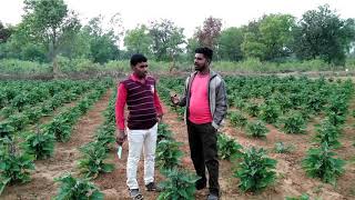 IMC Agro Growth Booster And बेगन की खेती  Kisan Mitro [upl. by Sidonie]