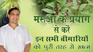 Marjoram मरुआ के प्रयोग से करें इन सभी बीमारियों को पुरी तरह से ख़त्म  Acharya Balkrishna [upl. by Bonnell896]