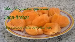 Jacaâmbar Artocarpus heterophyllus var [upl. by Subak]