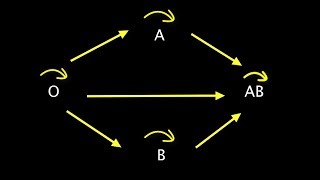 Rectificatie bloedtransfusieschema [upl. by Grange]