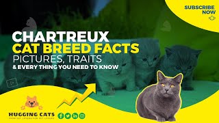 What is a Chartreux Cat Interesting Facts You May Not Know [upl. by Ulu]