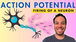 Action Potential  Firing of a Neuron  Depolarization [upl. by Eneri]