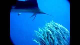 Sailfish attacking a school of sardines  slow motion [upl. by Tiram]