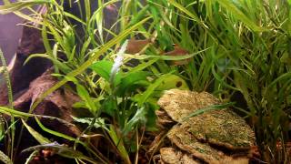 Ornate Tetra Rosey Barb Trigonostigma hengeli Lambchop Rasbora [upl. by Aldon790]