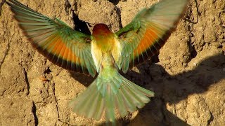 European beeeater Merops apiaster feeding chicks on nesting site [upl. by Filmer]