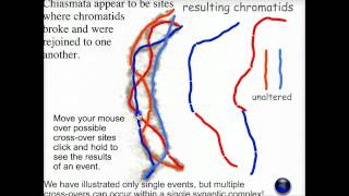 Meiotic recombination  Biofundamentals [upl. by Amiaj]