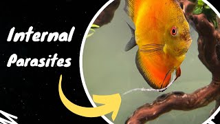 How to Treat Internal Parasites  Discus  Gold Fish  Tetras [upl. by Salita]