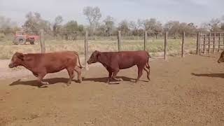 Vaquillonas preñadas en Campo Gallo Santiago del Estero [upl. by Nestor]