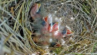 Amazing UPDATE on the Corn Bunting nest [upl. by Georgetta]