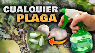 APLICA este INSECTICIDA CASERO para que tus PLANTAS nunca más vuelvan a tener plagas De AJO [upl. by Aninep962]