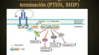 Tema Receptores tirosina quinasas RTK – Receptor de insulina PIP3 y GSK3 con terminación [upl. by Teleya994]