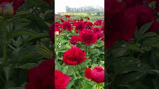 Paeonia lactine peony flower agriculture rural happiness rural bumper season [upl. by Min194]