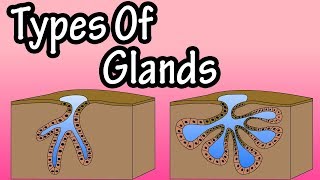 Glands  What Are Glands  Types Of Glands  Merocrine Glands  Apocrine Glands  Holocrine Glands [upl. by Riamu]