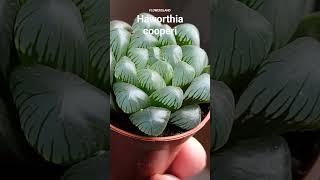 Хавортия Купера  Haworthia cooperi  FlowersLand [upl. by Adamik974]