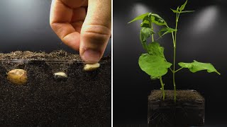 Growing Beans Time Lapse [upl. by Digirb891]