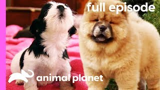 Chow Chow Rhodesian Ridgeback and Havanese Puppies  Too Cute Full Episode [upl. by Melnick559]