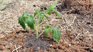 Transplanting Tomatoes Into The Garden [upl. by Novj902]