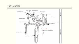 Renal Scintigraphy [upl. by Riffle]