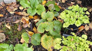 Fall Update amp Cut Back For quotJack Of Diamondsquot Heart Leaf Brunnera 4K  November [upl. by Antonia]