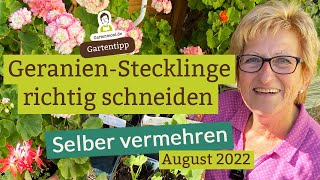 Wie vermehrt man Geranien Stecklinge richtig auswählen und schneiden [upl. by Flannery]