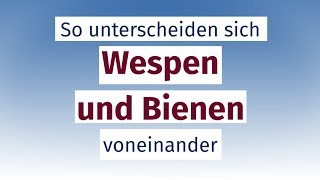 So unterscheiden sich Wespen und Bienen voneinander [upl. by Fogel]