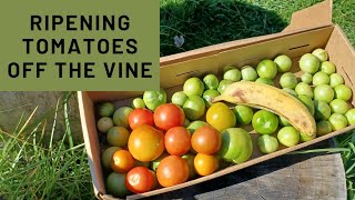 Ripening Tomatoes Off The Vine [upl. by Eiznekcam]