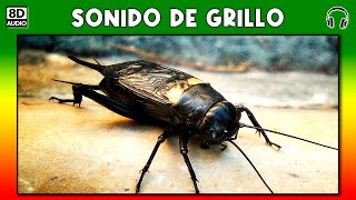 SONIDO DE GRILLO 🦗 [upl. by Joacima677]