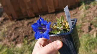 Starting growing Gentiana acaulis the blueflowered stemless gentian an iconic alpine plant [upl. by Cordle]