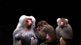 The Three Baboons  Grooming baboon baboons apes funnyanimals animals [upl. by Tj]