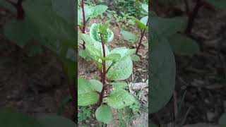 Malabar spinach vallicheera basella rubra [upl. by Miran827]