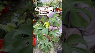 Repotting Monstera naturallife tanamanhias berkebun houseplants garden repotting [upl. by Atiuqet461]