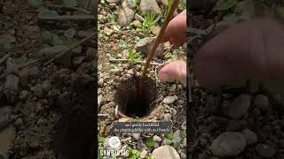 How to  Fastest Way To Plant Tree Saplings [upl. by Adil980]